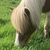 photo animal