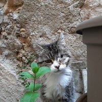 photo de livraison pour Bien vivre avec les Chats Sallélois