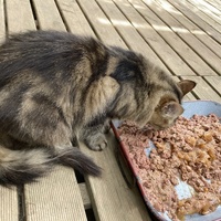 photo de livraison pour STREET CATS