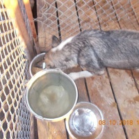 photo de livraison pour Pro Animals Finland ry