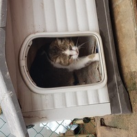 photo de livraison pour Chats Libres de Béziers