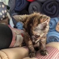 photo de livraison pour Les Pattounes de Théo