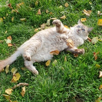 photo de livraison pour Ecole du Chat d’Arbois