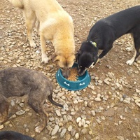 photo de livraison pour Happy Shelter Skopje