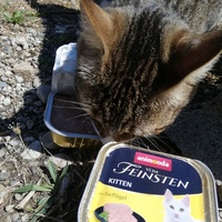 photo de livraison pour Chat L'Heureux Chat l'Ange et Cie