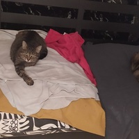 photo de livraison pour Protect Cat
