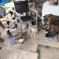 photo de livraison pour Chats Libres de Béziers