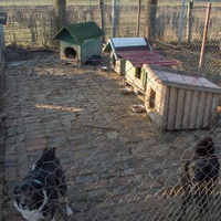 photo de livraison pour Azil Bella