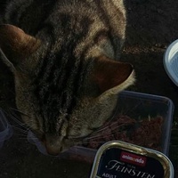photo de livraison pour Les Chats-Pitresdelavi-Ste
