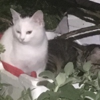 photo de livraison pour Félin Pour L’Hôte