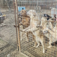 photo de livraison pour Svetlana Bjelogrlic