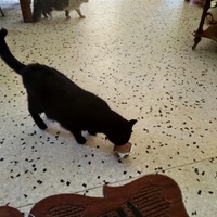 photo de livraison pour Chats Grains d'Amour