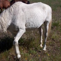 photo de livraison pour Equi-Libre : Droit à la Retraite Equine