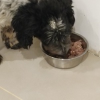 photo de livraison pour Cœur Animal