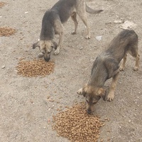 photo de livraison pour Civic Initiative Kane Korzo Skopje