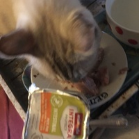 photo de livraison pour Félin Pour L’Hôte