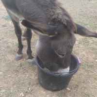 photo de livraison pour Equi-Libre : Droit à la Retraite Equine