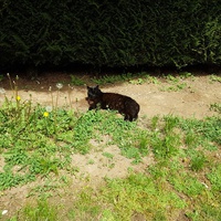 photo de livraison pour Chat de Gout'hier sans Toit