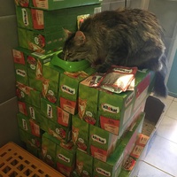 photo de livraison pour Protection Animale Amélienne