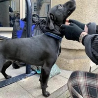 photo de livraison pour Croquette et Macadam