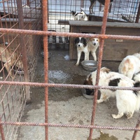photo de livraison pour Save & Hope for Dogs