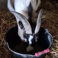 photo de livraison pour 4 Sabots et un Fer