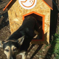 photo de livraison pour Refuge pour chiens de Baia Mare