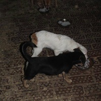 photo de livraison pour Beta Zajecar