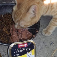 photo de livraison pour Les Chats-Pitresdelavi-Ste