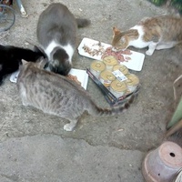 photo de livraison pour Les chats Port-Saint-Louisiens