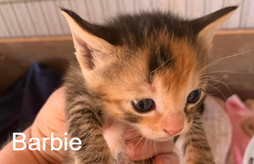 Barbie - Association des Chats Camarguais - Animal Webaction