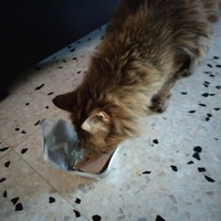 photo de livraison pour Chats Grains d'Amour