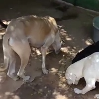 photo de livraison pour Comme Chiens et Chats Maroc