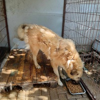 photo de livraison pour Civic Initiative Kane Korzo Skopje