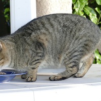 photo de livraison pour Association Des  Chats  De Hyeres