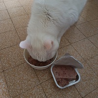 photo de livraison pour Les Chats de la Rue