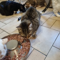 photo de livraison pour Animalove