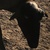 photo animal