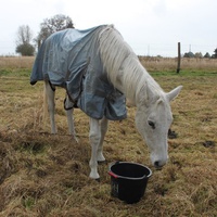 photo de livraison pour Happy Horse Day