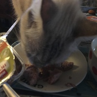 photo de livraison pour Félin Pour L’Hôte