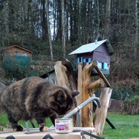 photo de livraison pour SOS Chats du Sedanais