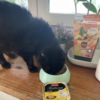 photo de livraison pour Les Chats De QUEAUX