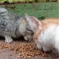 photo de livraison pour Samantha Réaux