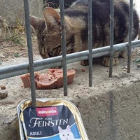 photo de livraison pour Les Chats-Pitresdelavi-Ste