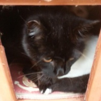 photo de livraison pour Amicale Chats