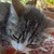 photo animal