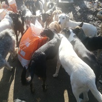 photo de livraison pour Europe4strays