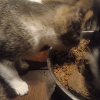 photo de livraison pour SOS Animaux, un Toit pour la Vie