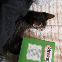 photo de livraison pour Chatons de l'Espoir