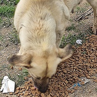 photo de livraison pour Civic Initiative Kane Korzo Skopje